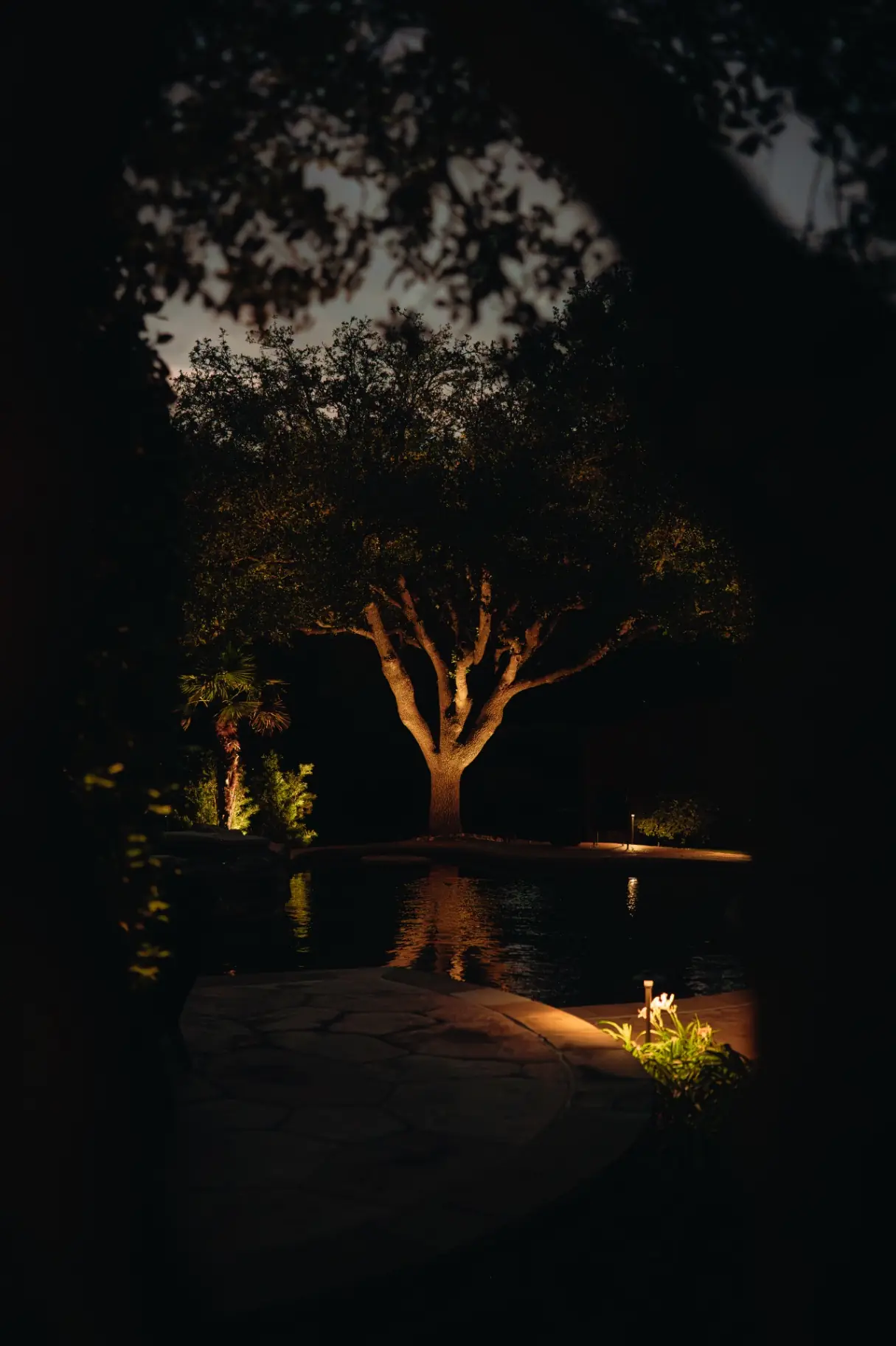 Lit tree canopy over a backyard patio and pool