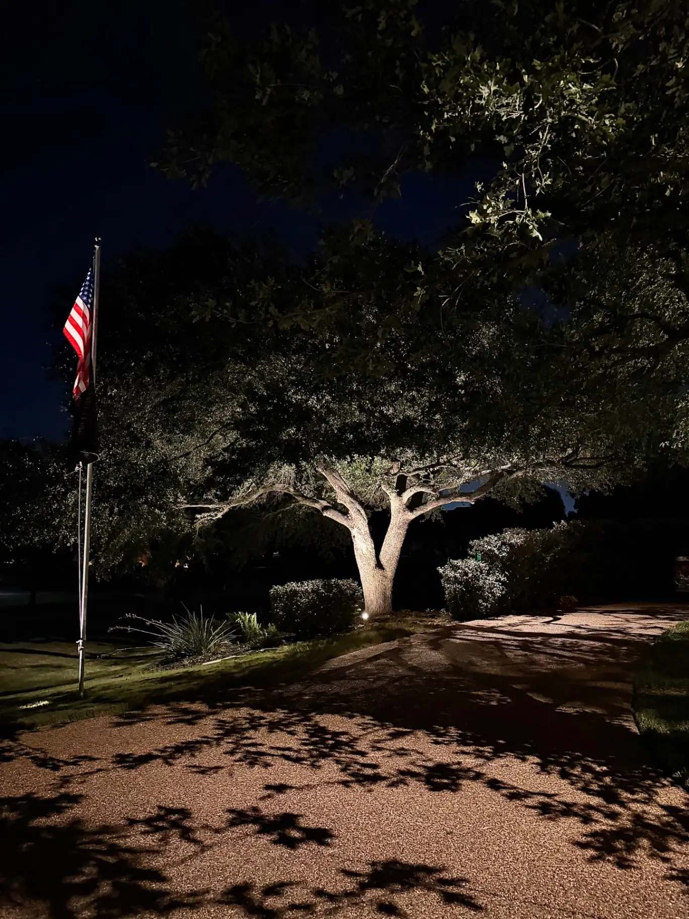 Front yard oak tree uplit with warm white landscape lighting
