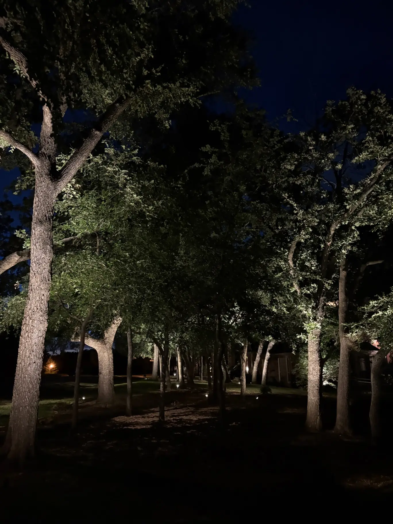 Grove of trees uplit across a Texas property at night