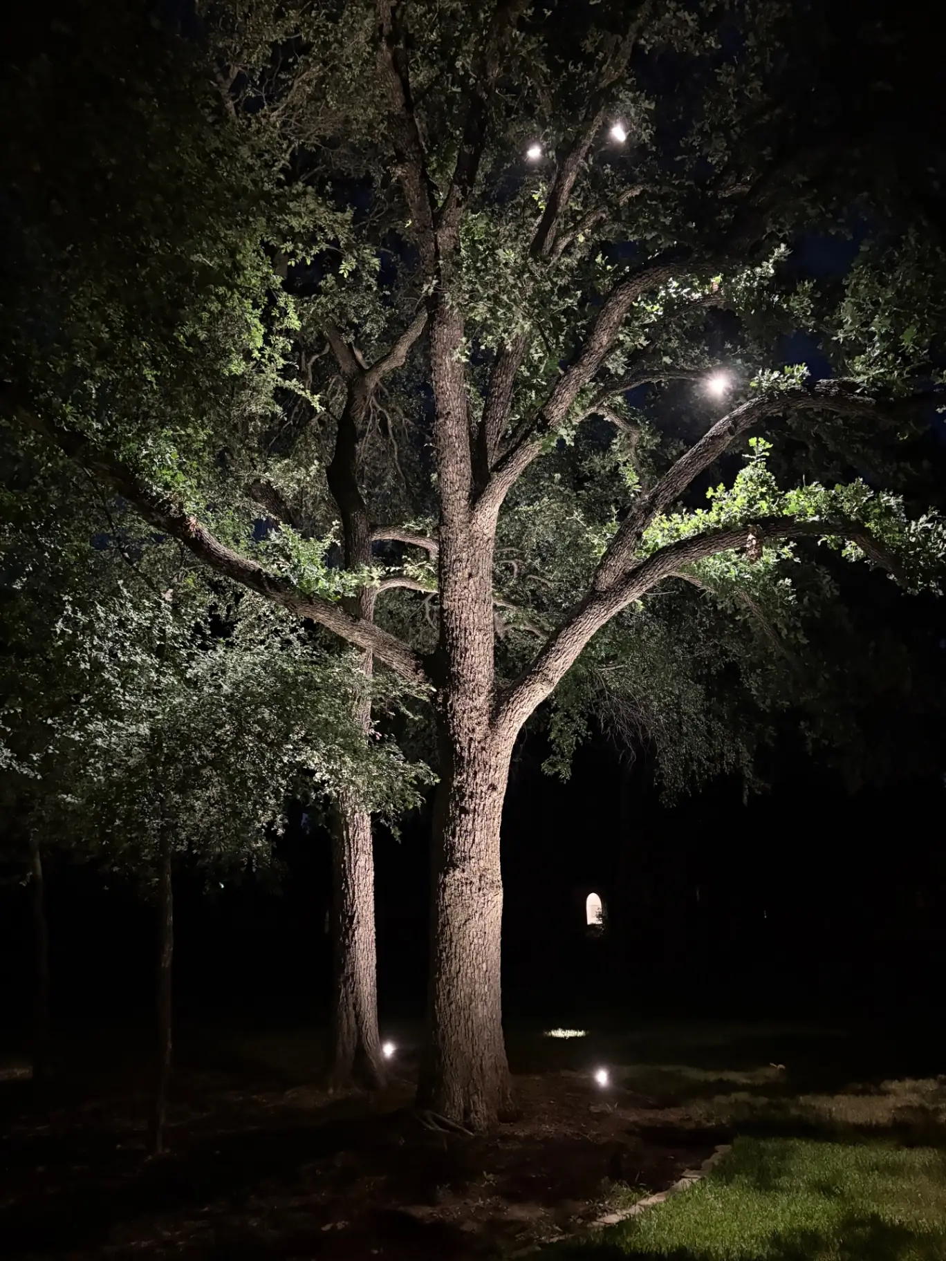Mature oak uplit with downlight moonlighting from the canopy